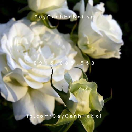Hình ảnh hoa hồng White Masterpiece
