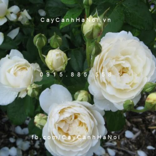 Hình ảnh hoa hồng Windermere