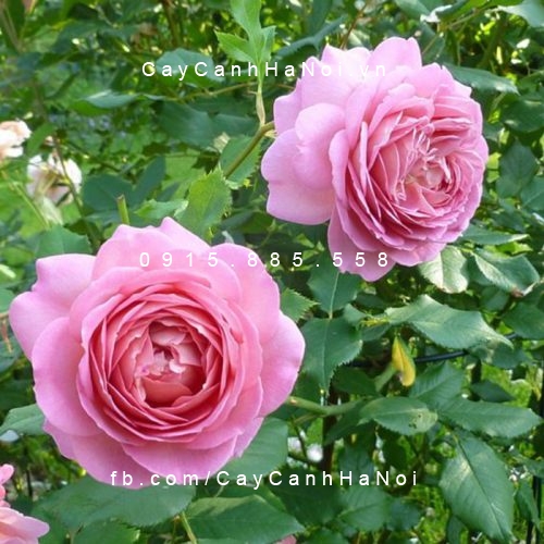 Hình ảnh hoa hồng Jubilee Celebration Tree Rose