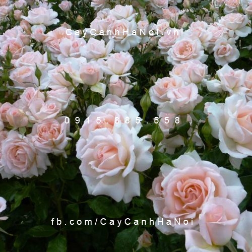 Hình ảnh hoa hồng leo Chandos Beauty