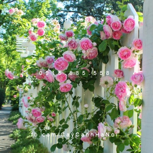 Hình ảnh hoa hồng leo Cottage