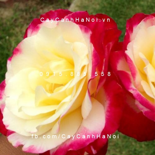 Hình ảnh hoa hồng leo Double Delight