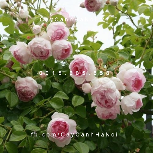 Hình ảnh hoa hồng leo Jasmina