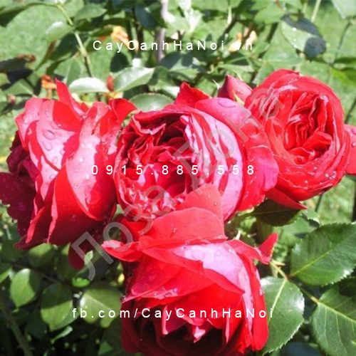 Hình ảnh hoa hồng leo Red Eden