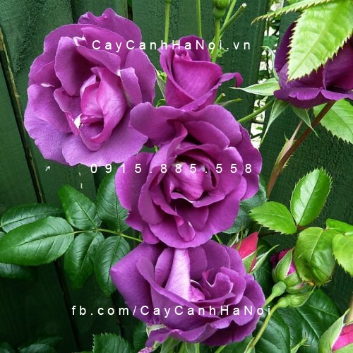 Hình ảnh hoa hồng leo Rhapsody in Blue