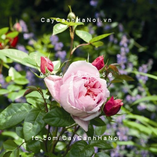 Hình ảnh hoa hồng leo Schonne Maid
