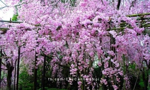 ý nghĩa của hoa ánh hồng lá tím lá tỏi 6