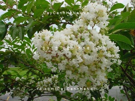 tường vi hoa trắng (4)