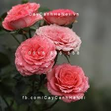 Hoa hồng Fair Sport Tree Rose