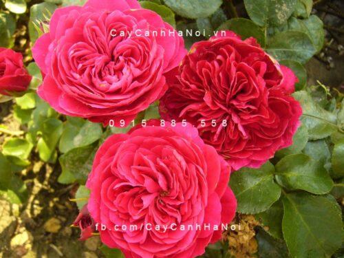Hoa hồng Red Leonardo De Vinci Tree Rose