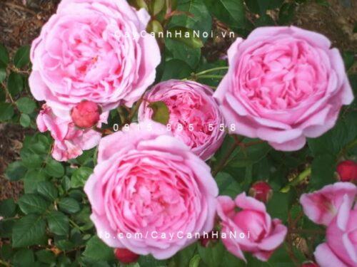 Hoa hồng Bishop Castle Tree Rose