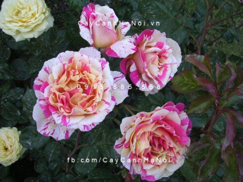 Hình ảnh hoa hồng Claude Monet Tree Rose