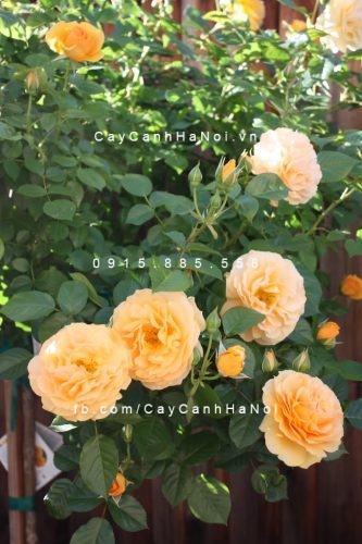 Hình ảnh hoa hồng Fair Tree Rose