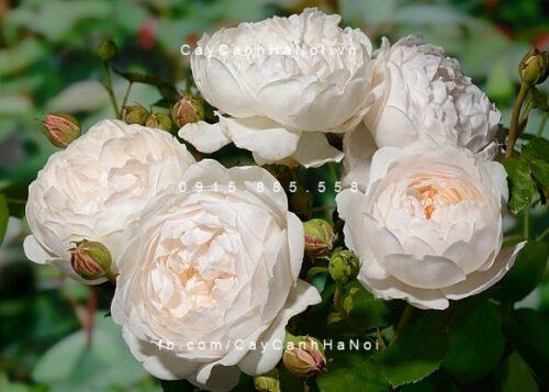 Hình ảnh hoa hồng Glamis Castle Tree Rose