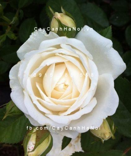 Hoa hồng Guardian Angel Tree Rose