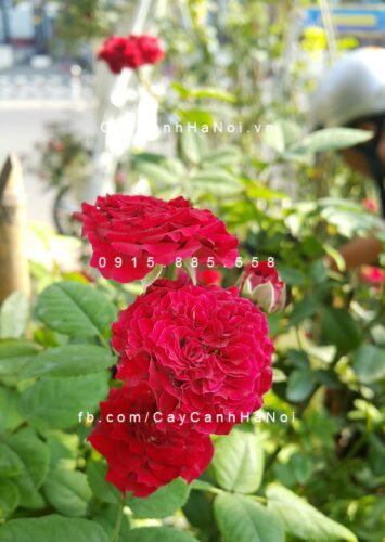 Hình ảnh hoa hồng Pinocchino Tree Rose