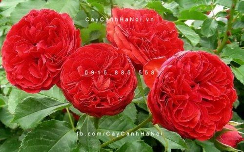 Hoa hồng Traviata Tree Rose