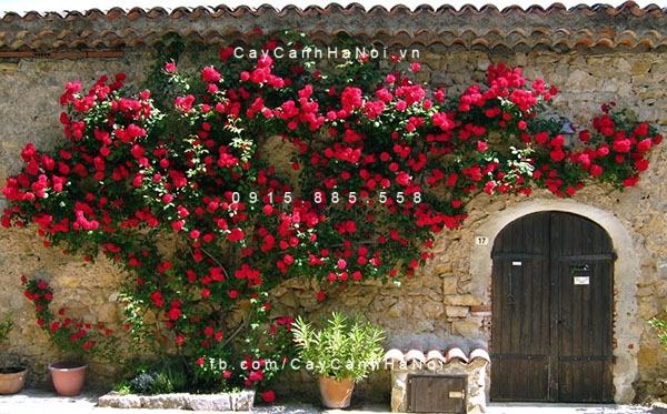 Hoa hồng leo là một trong top các loại hoa vừa đẹp vừa chịu nắng tốt , giúp điều hòa không khí