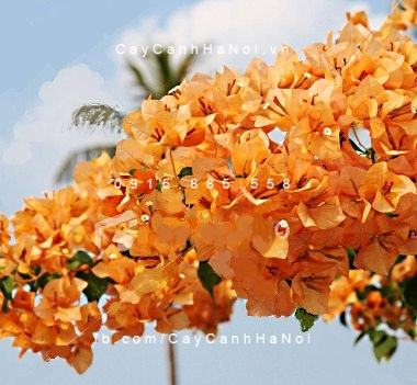 Cây hoa giấy màu cam (3)