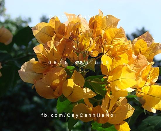 cây hoa giấy màu vàng