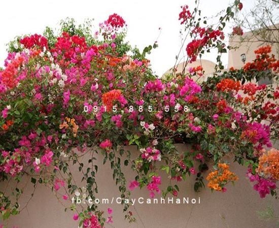 cay hoa giay nhieu mau