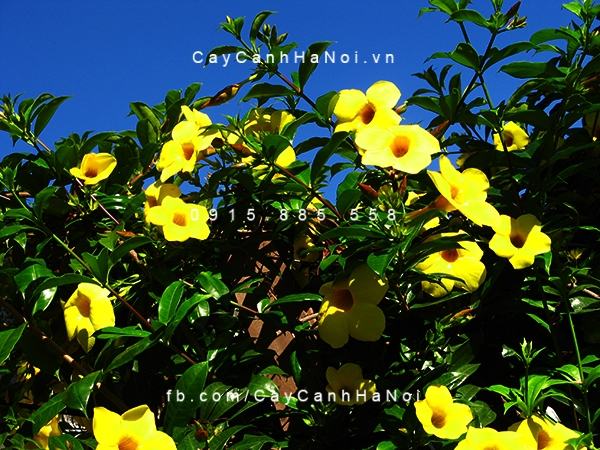 Chiêm ngưỡng sắc hoa huỳnh anh, hoa chịu được nắng dễ trồng (3)