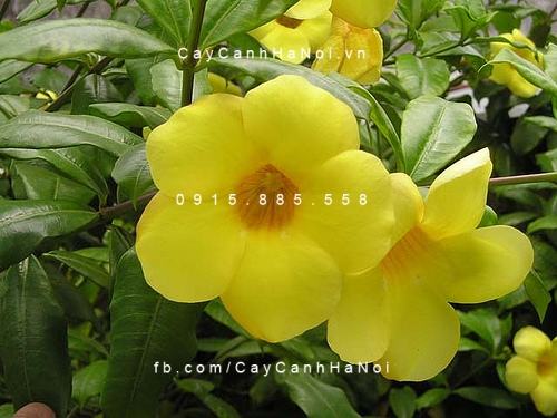 Chiêm ngưỡng sắc hoa huỳnh anh, hoa chịu được nắng dễ trồng (4)