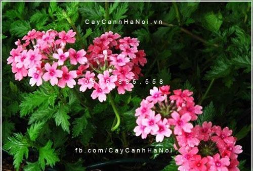 Hoa cúc indo là cây cảnh chịu nắng nóng tốt bạn nên trồng (2)