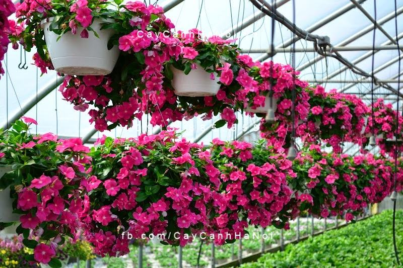Mùa hè nên trồng hoa gì trong vườn nhà? (1)