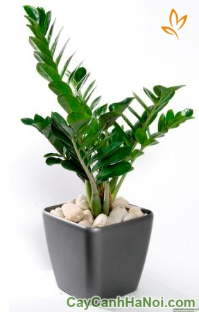 Cây Kim phát tài để bàn 3 Cây Kim Tiền