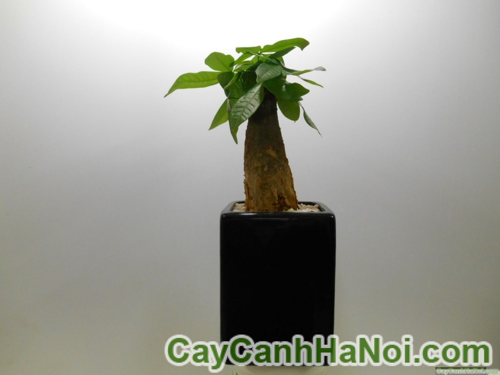 Cây kim ngân một thân 29 cây kim ngân một thân