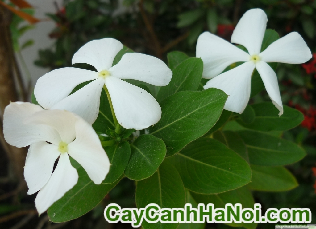 Cây Dừa Cạn: Đặc điểm Và ứng Dụng Chữa Bệnh Trong Y Học Cây Dừa Cạn: Đặc Điểm Và Ứng Dụng Chữa Bệnh Trong Y Học