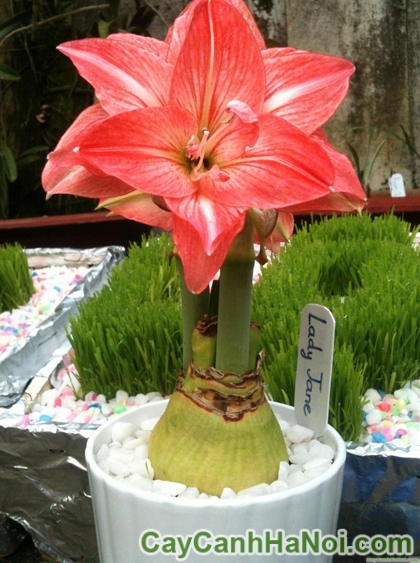 Cây Hoa Lan Huệ