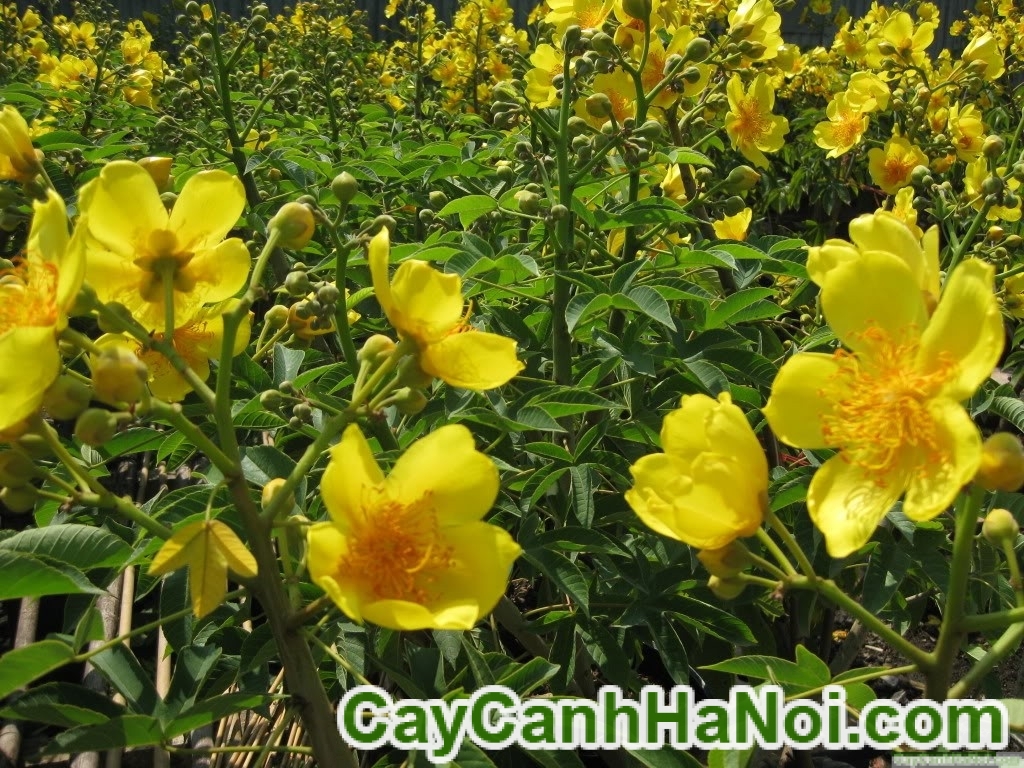 Cây Mai Hoa Đăng Cây Mai Hoa Đăng