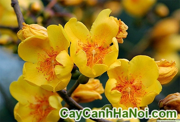 Cây Mai Hoa Đăng Cây Mai Hoa Đăng