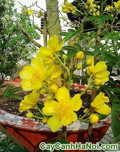 Cây Mai Hoa Đăng Cây Mai Hoa Đăng