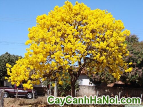 Cây Hoa Chuông Vàng