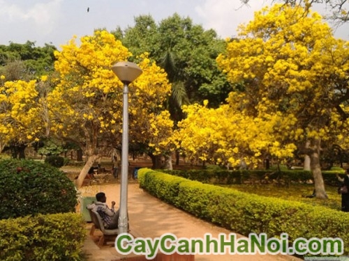 Cây Hoa Chuông Vàng