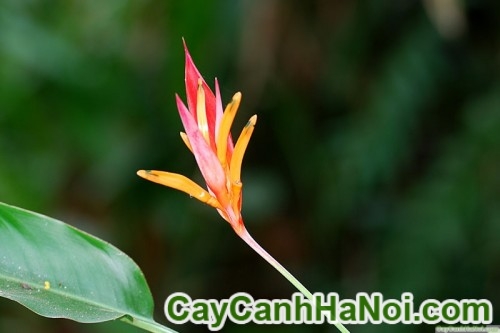 Cây Hoa Chuối Mỏ Két 14 Cây Hoa Chuối Mỏ Két