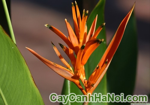 Cây Hoa Chuối Mỏ Két 13 Cây Hoa Chuối Mỏ Két