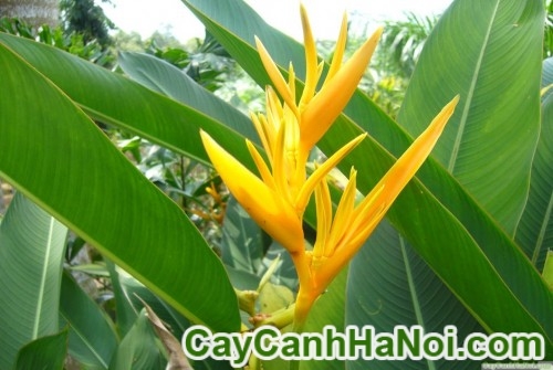 Cây Hoa Chuối Mỏ Két 11 Cây Hoa Chuối Mỏ Két