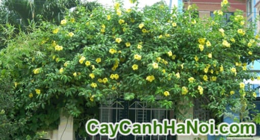 Cây Hoa Huỳnh Anh