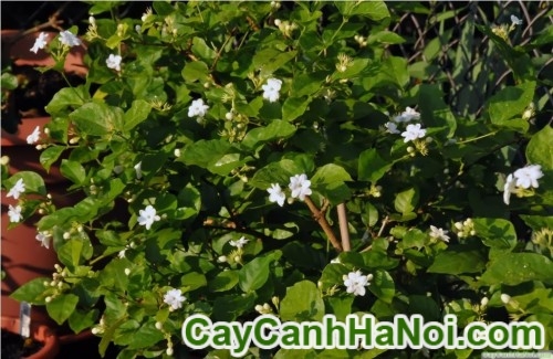 Cây Hoa Lài Tây