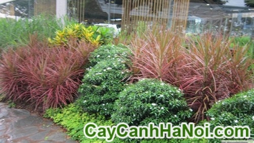 Cây Mai Vạn Phúc