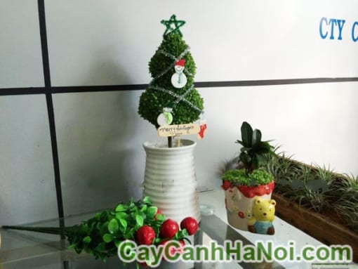 Cây May Mắn Cây Thông Noel Bình Sứ