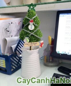 Cây May Mắn Cây Thông Noel Bình Sứ