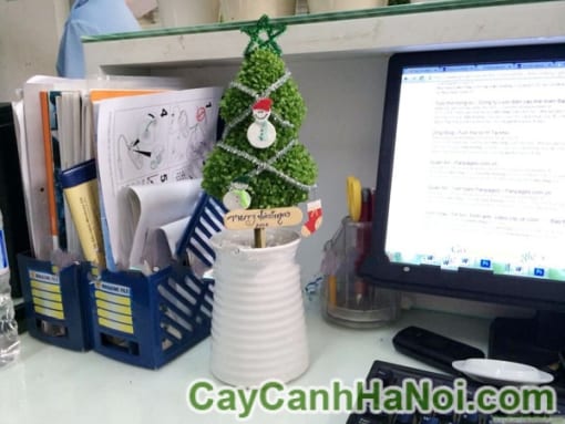 Cây May Mắn Cây Thông Noel Bình Sứ