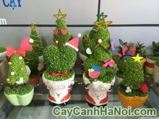 Cây May Mắn Cây Thông Noel Chậu Trái Tim