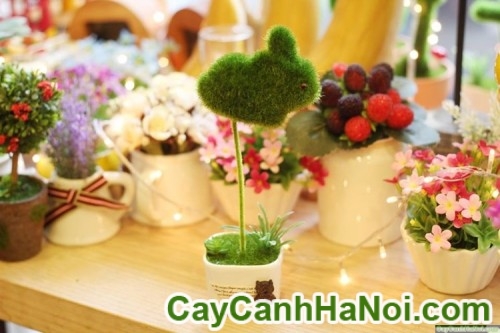 Cây May Mắn Quả Cầu Con Thỏ 9 Cây May Mắn Quả Cầu Con Thỏ