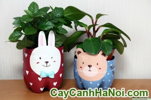 Cây May Mắn Tài Lộc Chậu Ly Thỏ 6 Cây May Mắn Tài Lộc Chậu Ly Thỏ